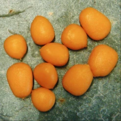 Enterprise Tackle Enterprise Pop-Up Maize Mixed Sizes - Artificial baits