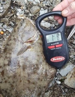 Berkley Digital Fish Scale - Digital scales