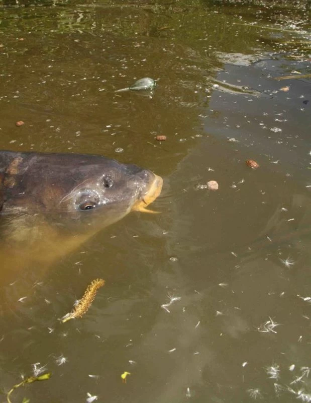 Fox Bolt Bubbles - Controller & zig floats 2 Fox Bolt Bubbles - Controller & zig floats - Image 2