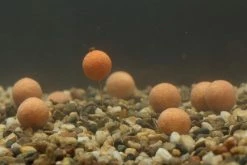 Mainline Balanced Wafters - -Carp Sales Store 1396552706 3