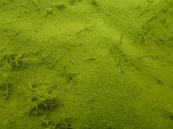 Fox Illusion Fluorocarbon Mainline 200m - -Carp Sales Store 1408628552 2