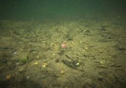 ESP Artificial Buoyant Boilies - Artificial baits -Carp Sales Store 52g4a23a636621633626926868