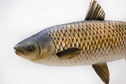Gaby UK Gaby Grass Carp Pillow - Pillows 5 Gaby UK Gaby Grass Carp Pillow - Pillows -Carp Sales Store fy5tq5ft636918797240728476