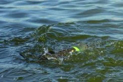 Korda SkyRAIDER & Drop Zone Marker Float Pack - Marker floats & elastic -Carp Sales Store hsgtvho2635975228364232250