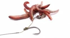 Nash Maggot Clips - Clips & links -Carp Sales Store lq5wsbc1635730741962534383