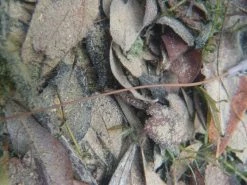 Korda Kamo Rig Tube - Rig tubing & shrink tube -Carp Sales Store y7y8uioi